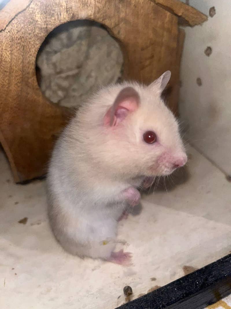 Hamster  2