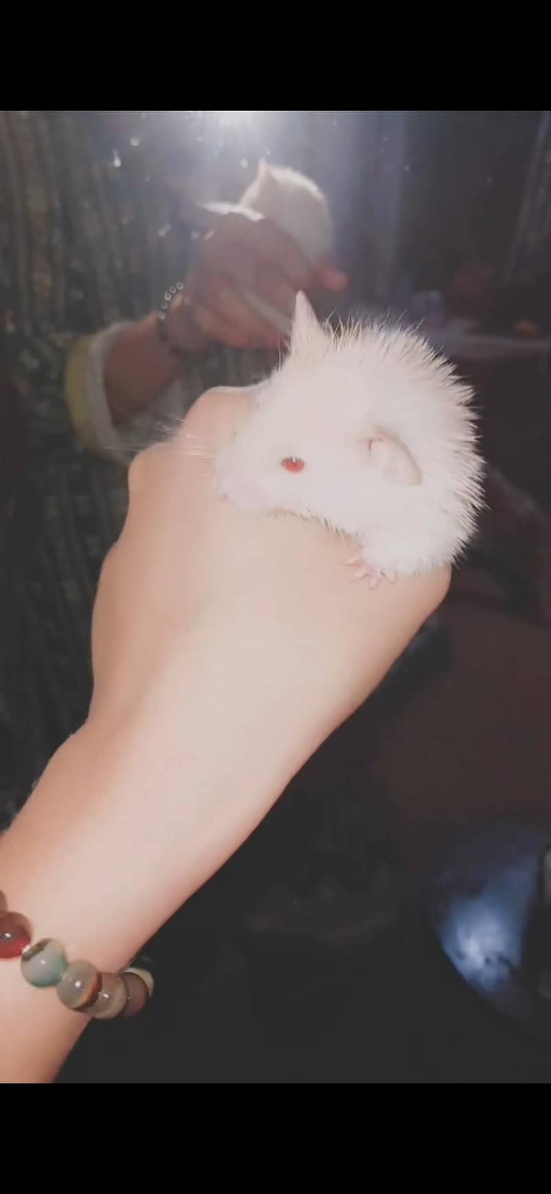 Hamster  3
