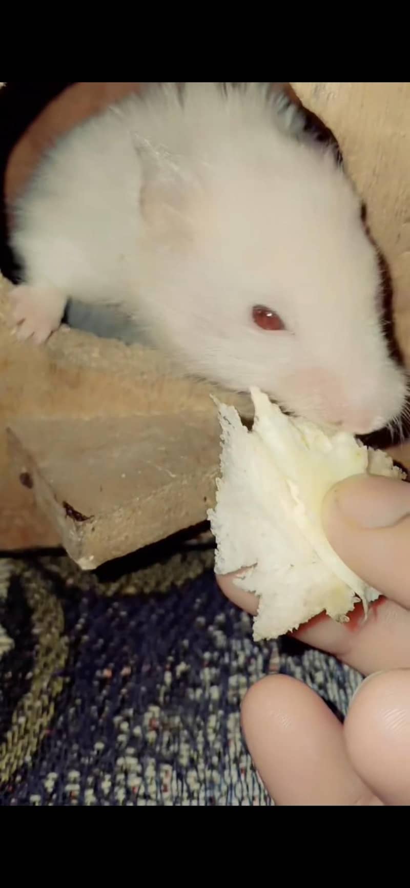 Hamster  4