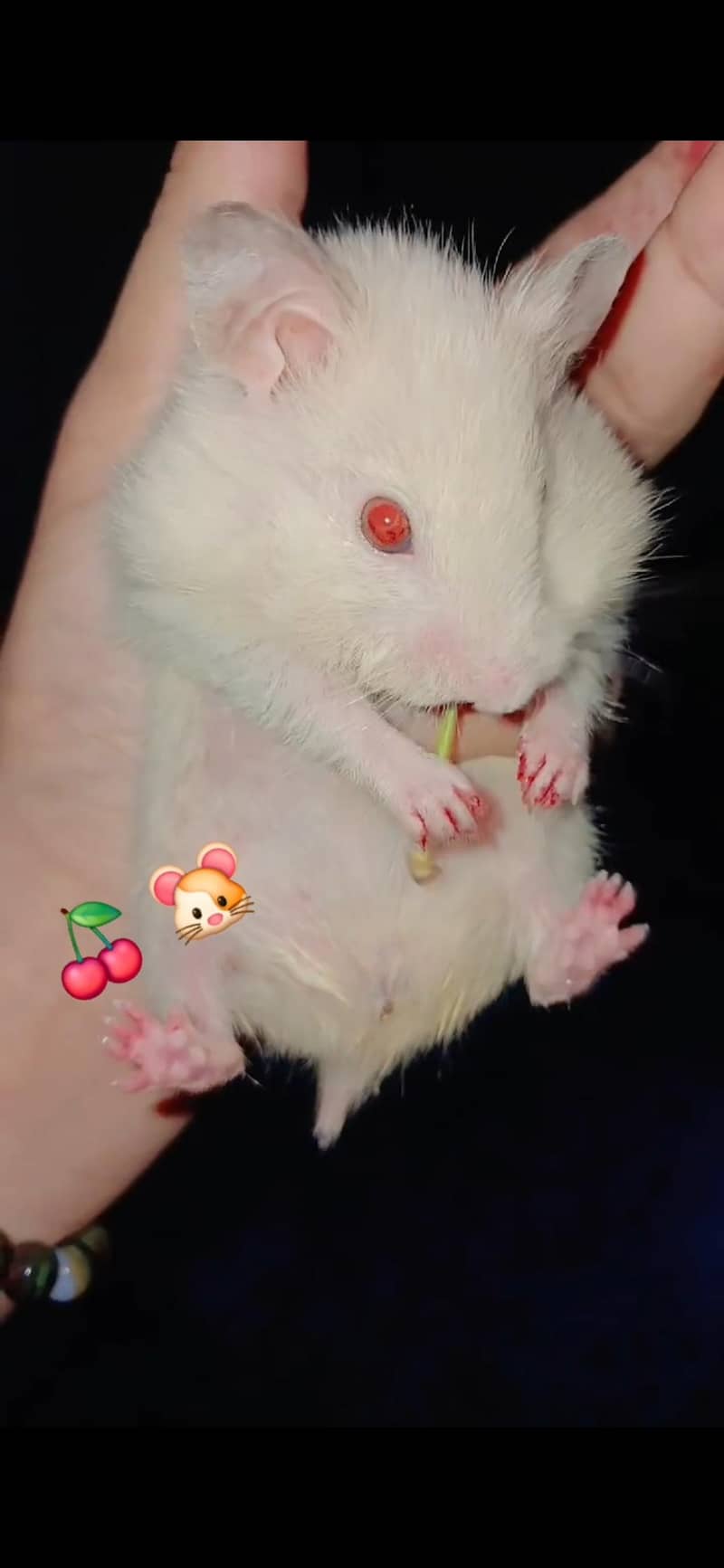 Hamster  5