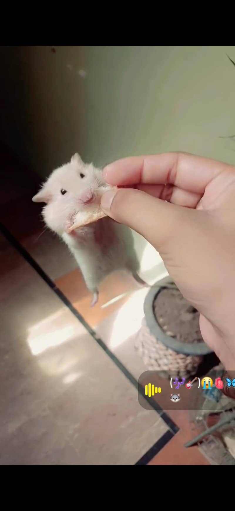 Hamster  6