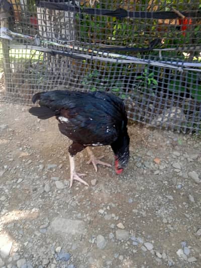 mianwali aseel hens for sale