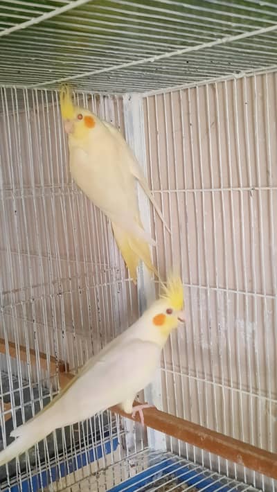 Cocktails Looking For New Home