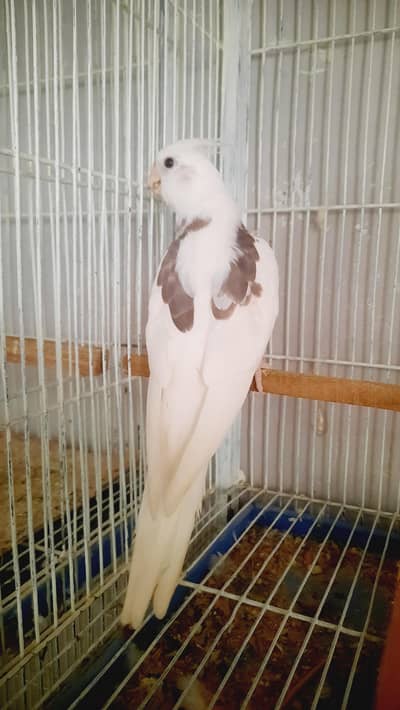Cocktails Looking For New Home