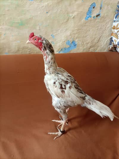 one eye hi quality breedar murgha