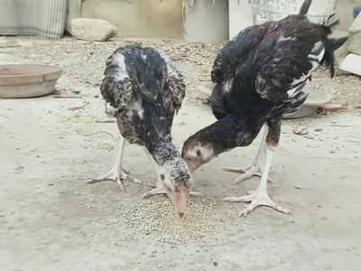 aseel Sindhi murgho ka jora