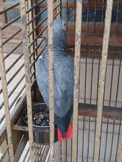 CONGO AFRICAN GREY PARROT PAIR