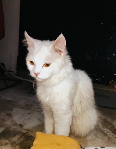 PERSIAN CAT
