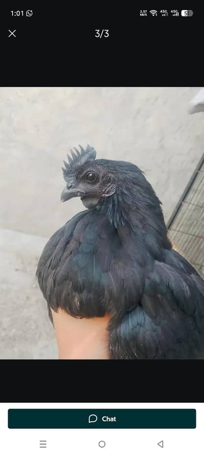 pure Ayam cemani Indonesian