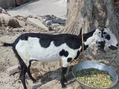 Healthy Black & White Female Goat for Sale