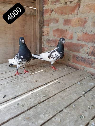 High flying pigeon