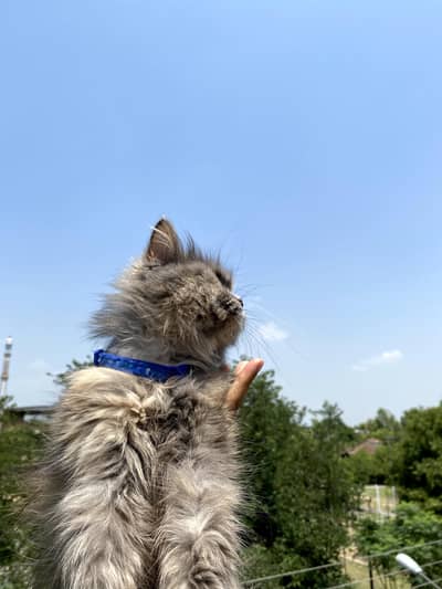 Persian female cat available for sale