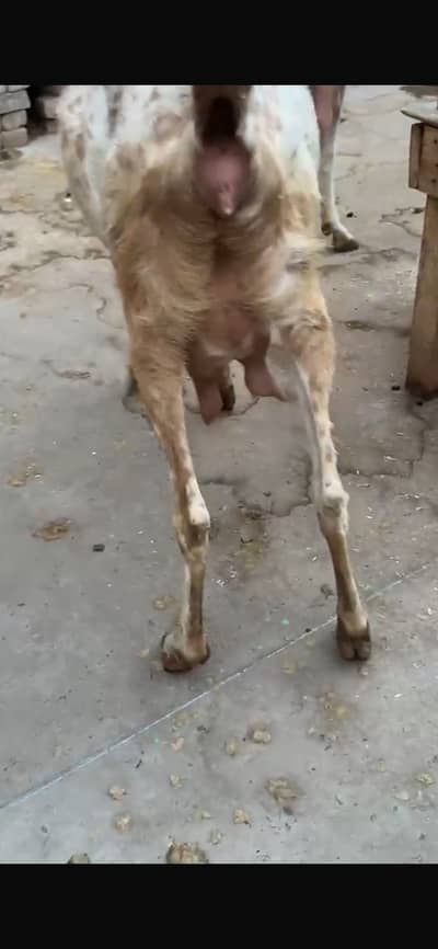 chanimakkhi pure 4.5 teeth 3rd sova & 4 month gaban