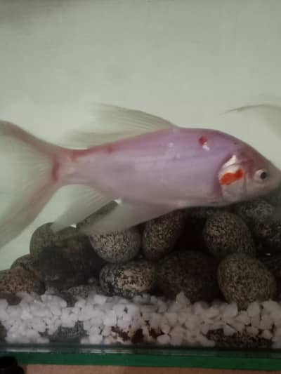Healthy & Active Large Goldfish for Sale