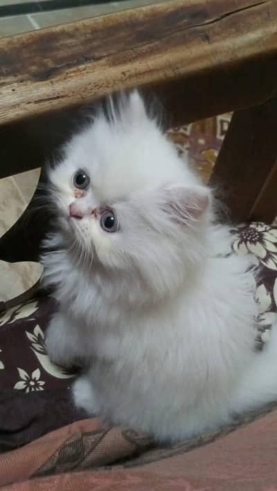 Persian kitten available