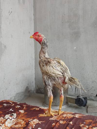 Aseel Sindhi long height patha