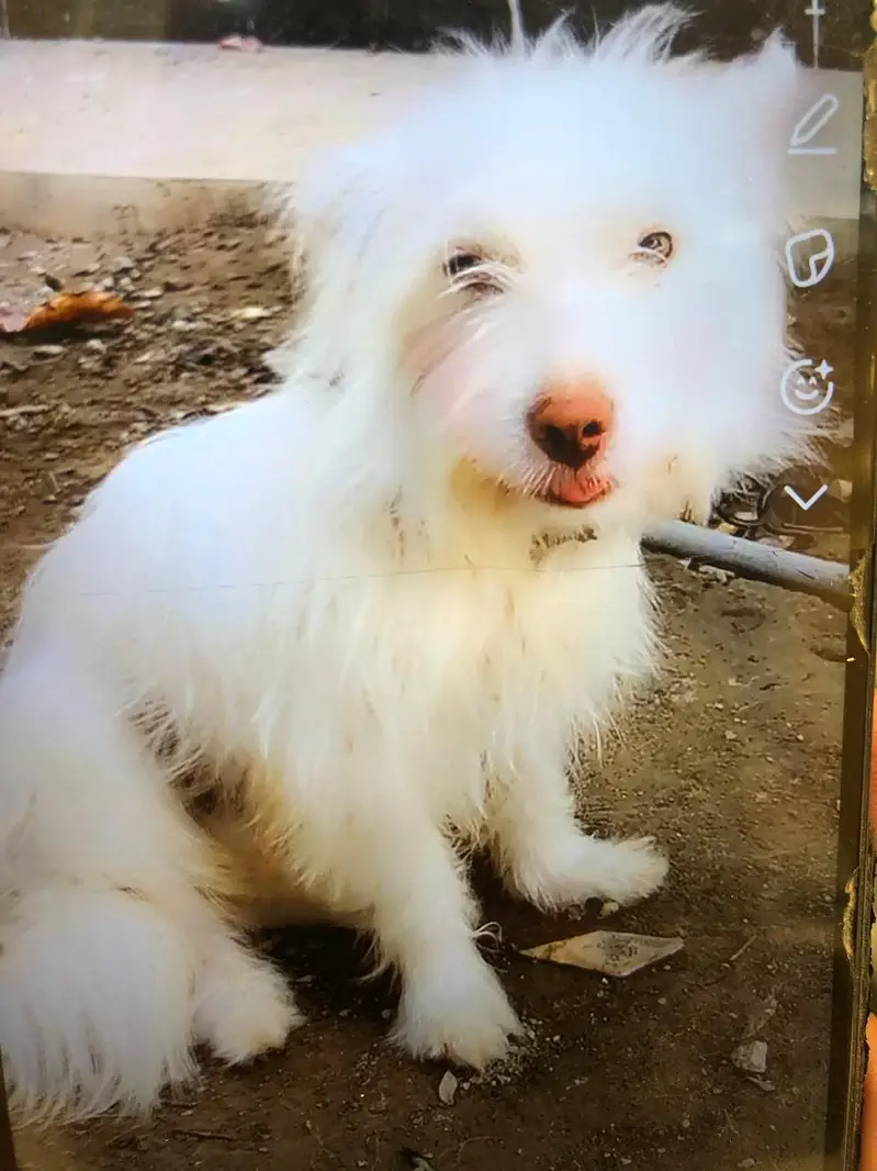 russion male dog male — photo 5