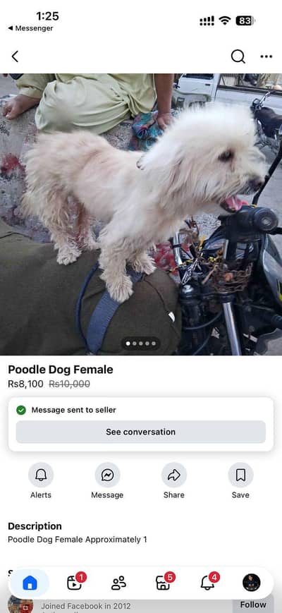 Poodle Dog Female Approximately 1 year Age ready to breed