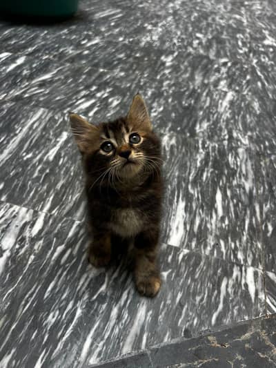 kittens available on sale