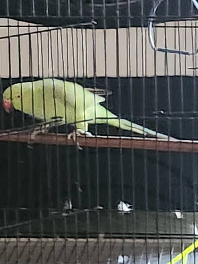 2+year old female is fully ready to bread.