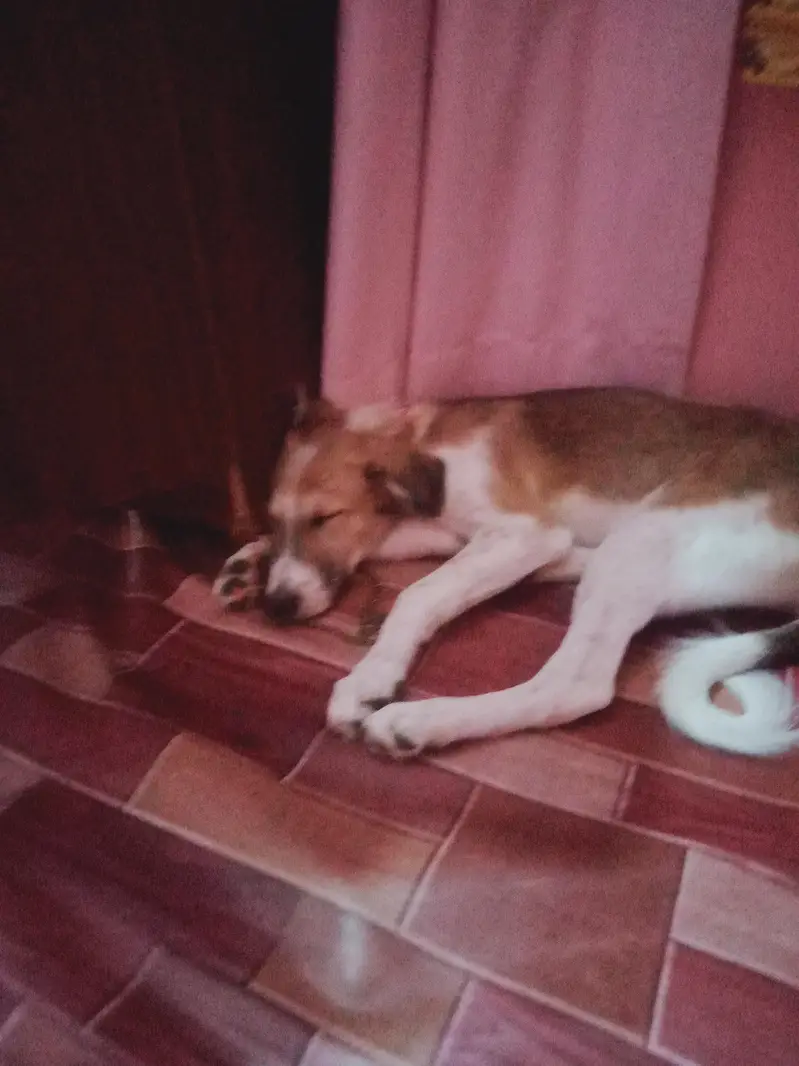 dog for sale — photo 2