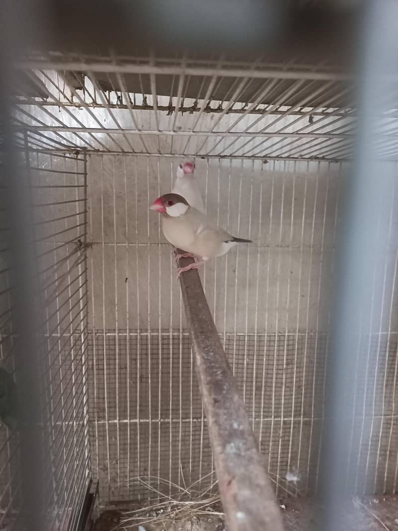 Fawn / Albino Java Breeder Pairs 0