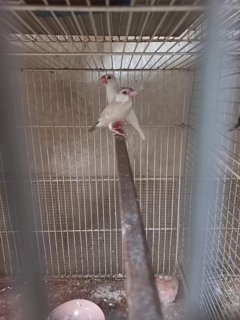 Fawn / Albino Java Breeder Pairs 1