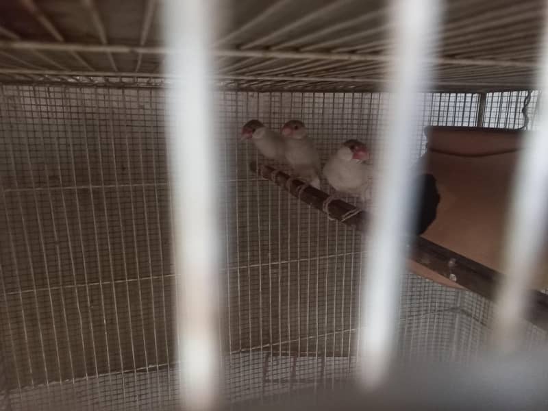 Fawn / Albino Java Breeder Pairs 2