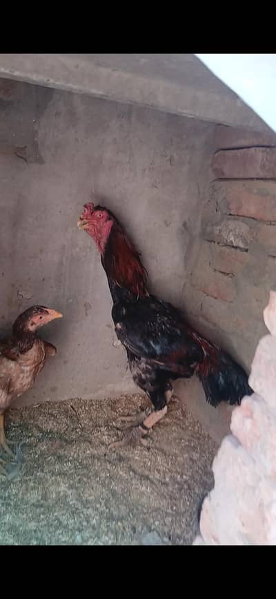 best quality asell shamo 03278608684 urgent sale