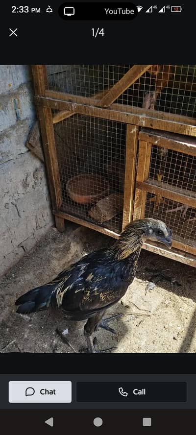 dragon Thai assel for sale ek Pakistani bo ja