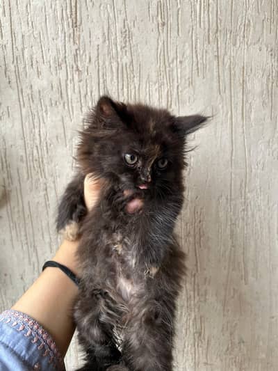 perisian cat