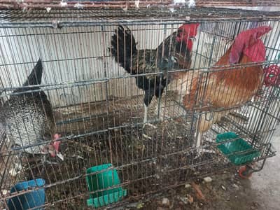 2 male 1 female hen for sale