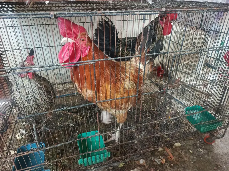 2 male 1 female hen for sale — photo 2