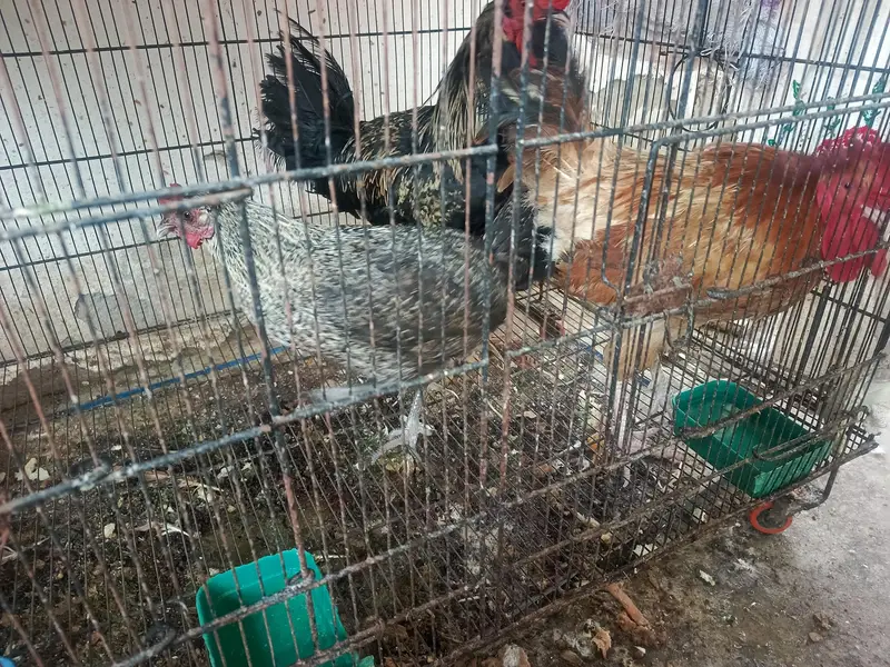 2 male 1 female hen for sale — photo 3