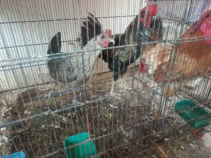 2 male 1 female hen for sale — photo 4