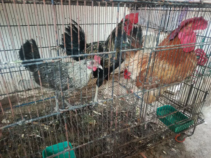 2 male 1 female hen for sale — photo 5