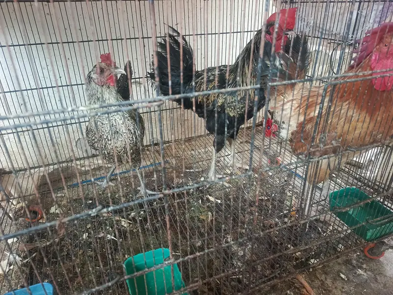2 male 1 female hen for sale — photo 6