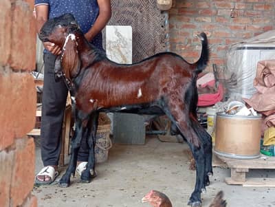 Nagra bakra