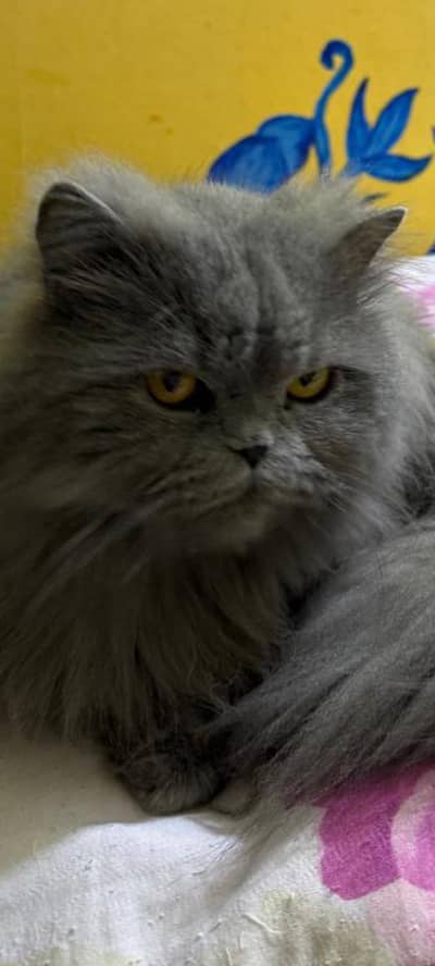 Persian cat for adoption