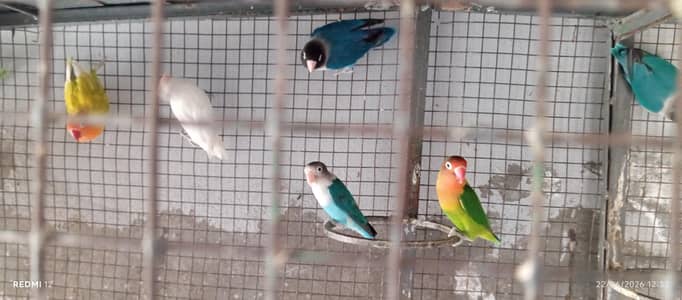 love birds for sale