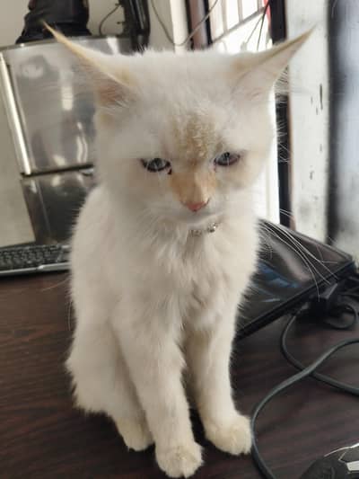 Persian Cat Male