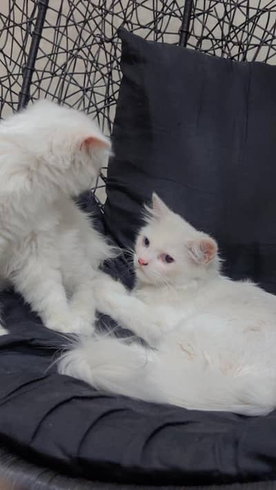 Persian cats for sale