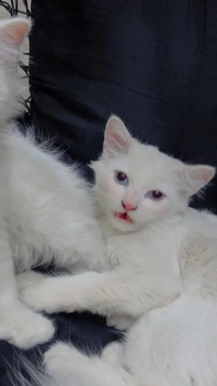 Persian cats for sale — photo 4