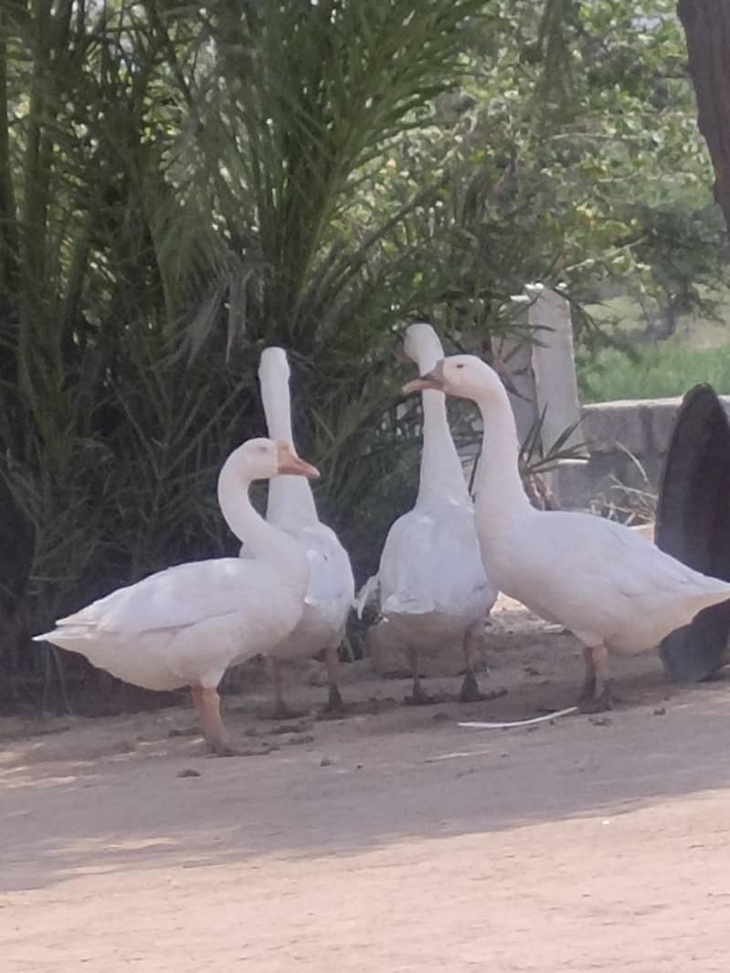 ducks 0