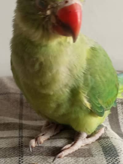 hand tame parrot