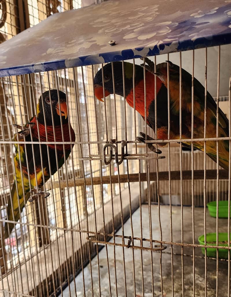 Lorry Breeding Pair 0