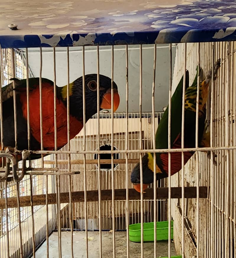 Lorry Breeding Pair 1