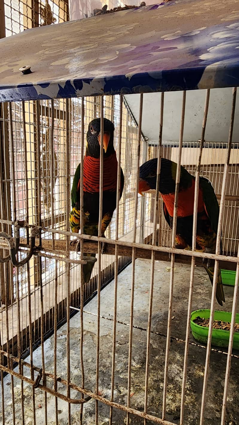 Lorry Breeding Pair 2