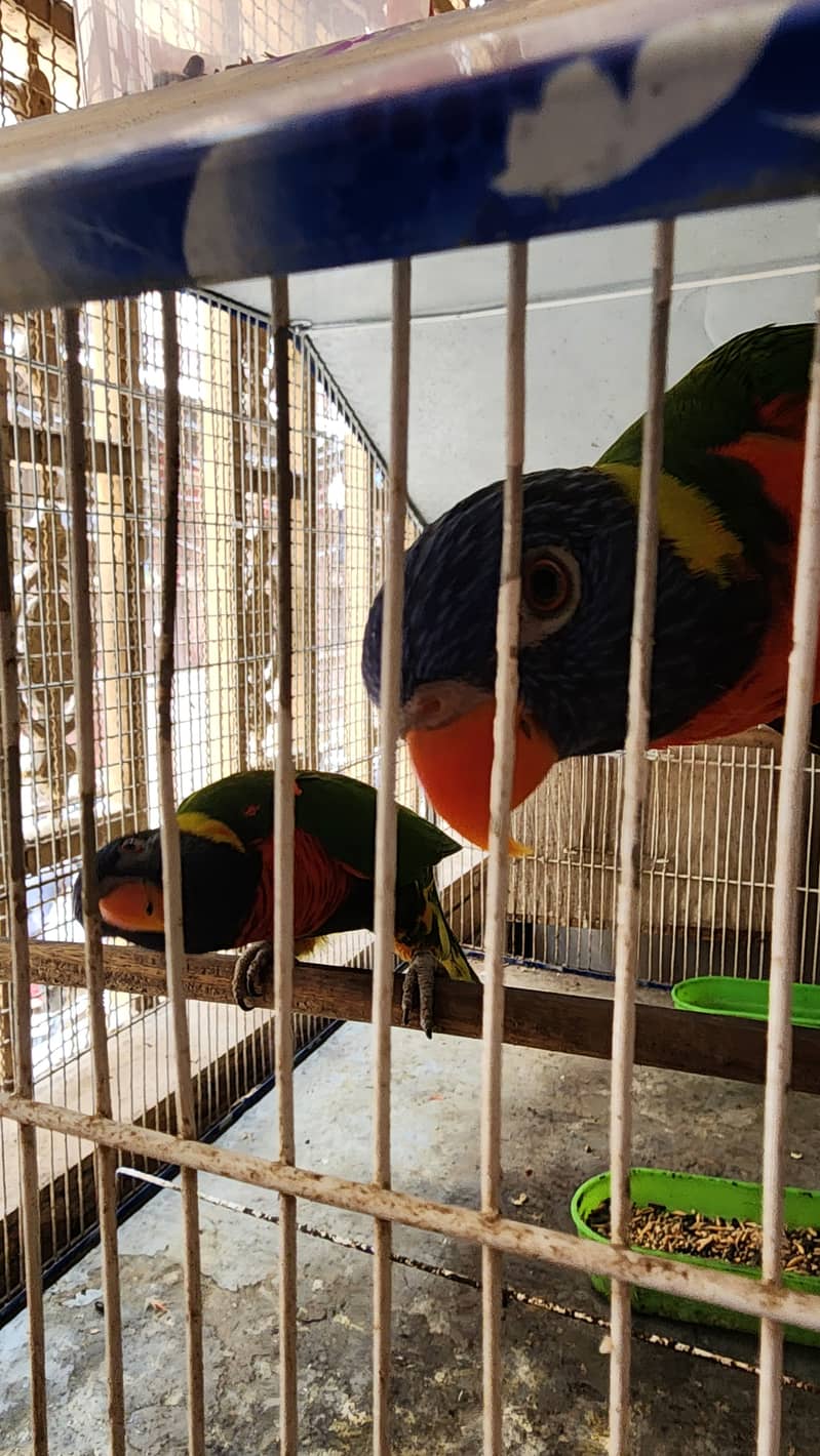 Lorry Breeding Pair 3