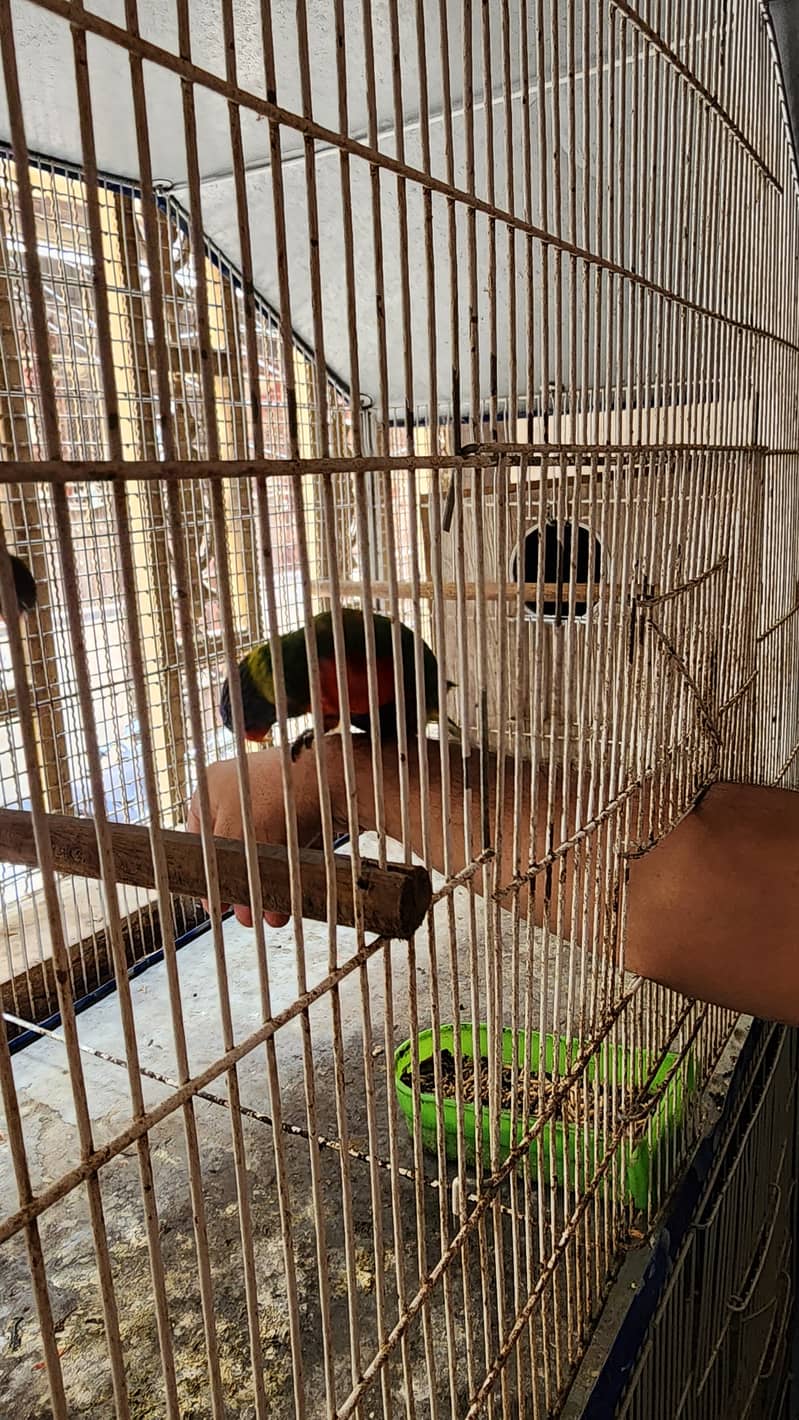 Lorry Breeding Pair 4